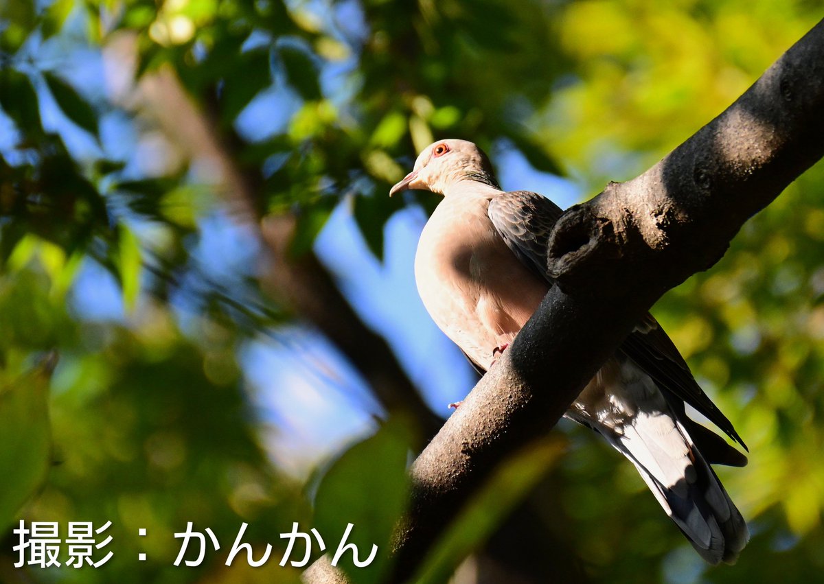 かんかん🇺🇦 on X