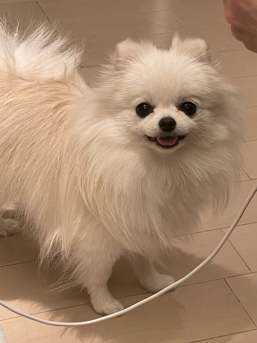 ポメラニアンのえま🐶🍼‎🤍 (@emmapom918) / Posts / X
