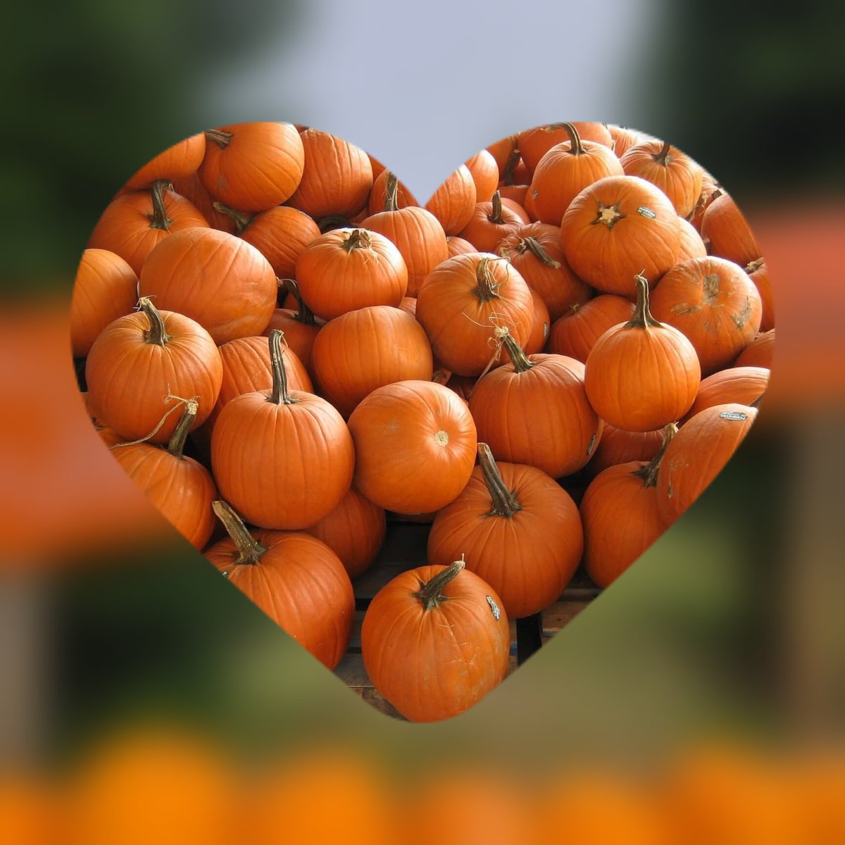 🎃 We have a cracking range of Pumpkins for sale at Edenmill Farm Glasgow
All discounted down with large Pumpkins now only £5

🎃 Stockiemuir Road Glasgow G63 9AX
01360771707

#glasgowcity #bearsden #milngavie #lochlomond #clydebank #dumbarton #kirkintilloch #glasgow