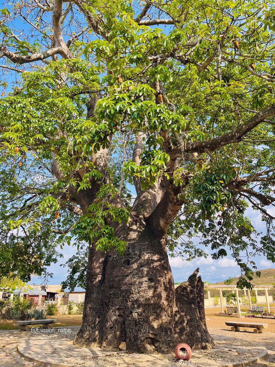 SmithElo4's tweet photo. 📍Baobab de Moukondo 🌳 
Autrement appelé Arbre De Brazza ou espace Le Prince
Monument historique de la ville de Dolisie / Loubomo en République du Congo 🇨🇬 
#RépubliqueduCongo🇨🇬 #Dolisie #Loubomo #Moukondo #ArbredeBrazza 
📱 @SmithElo4 🌳 https://t.co/HNI1s30wvE