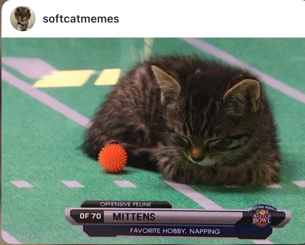 cats with powerful aura tweet media