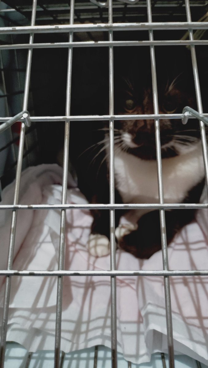 にゃおん にゃおん♪ on X