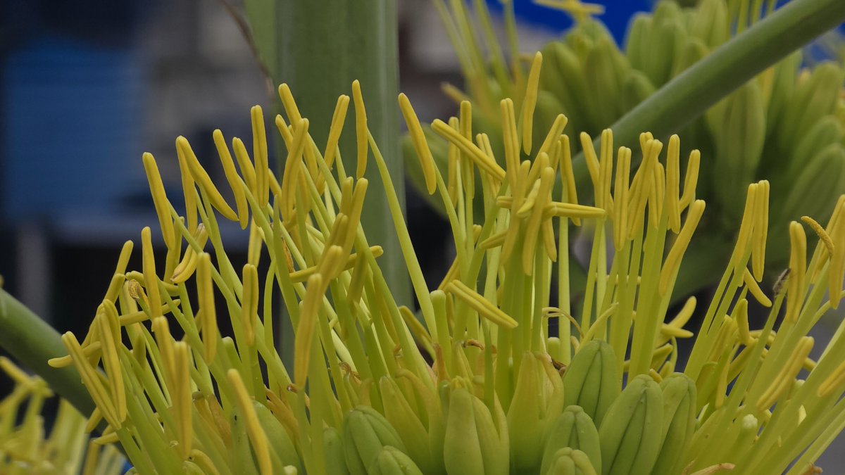 dilip_patel1985's tweet photo. Shot on S24Ultra

Few Sample pics of SCARLET #FIREBUSH, #Agave Americana '#Marginata', and Morning with #Cockatoos

#ShotOnSnapdragon
#NatureNovember
#Snapdragon 
#S24Ultra 
#Samsung 
#HowIGotTheShot 
@amritashya 
@Azeez12567
@DealBeeOfficial https://t.co/4DAuZilBmp