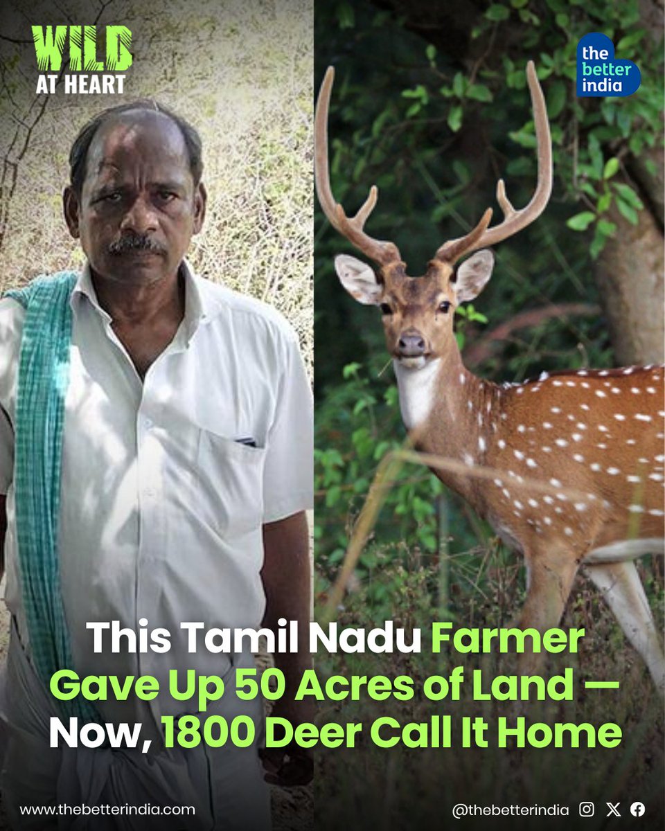 thebetterindia's tweet image. What would you do if a few wandering deer showed up on your farm one day?

R. Gurusamy, a 70-year-old farmer from Pudupalayam, Tamil Nadu, didn’t chase them away.

Instead, he made a choice that changed the lives of hundreds of animals and turned his 50 acres of farmland into a…