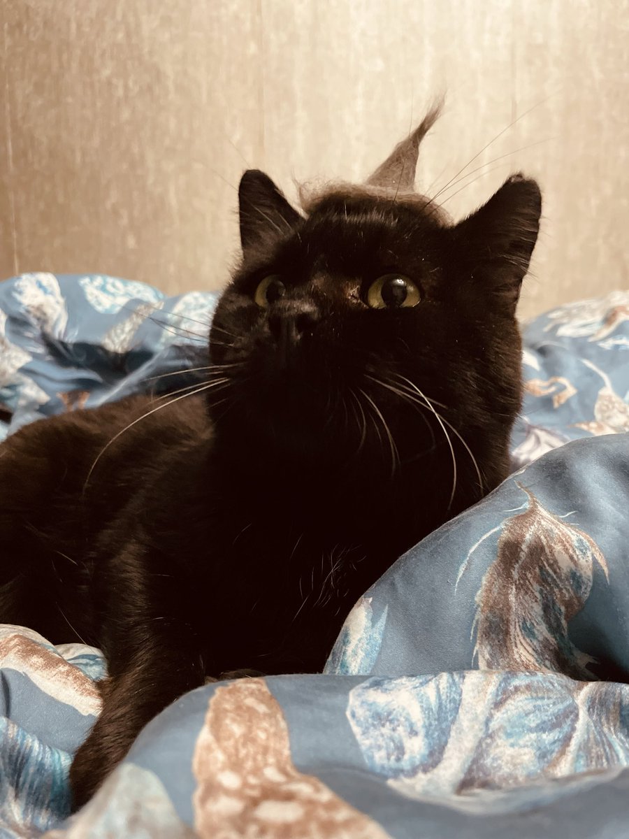 Сегодня будет #коточетверг.
Тут Веня ровно четыре года назад, в ведьмовской шляпе из его же подшерстка.

Почти три года, как его нет в живых, но мне всё ещё его не хватает. Лучший кот на свете (для меня).