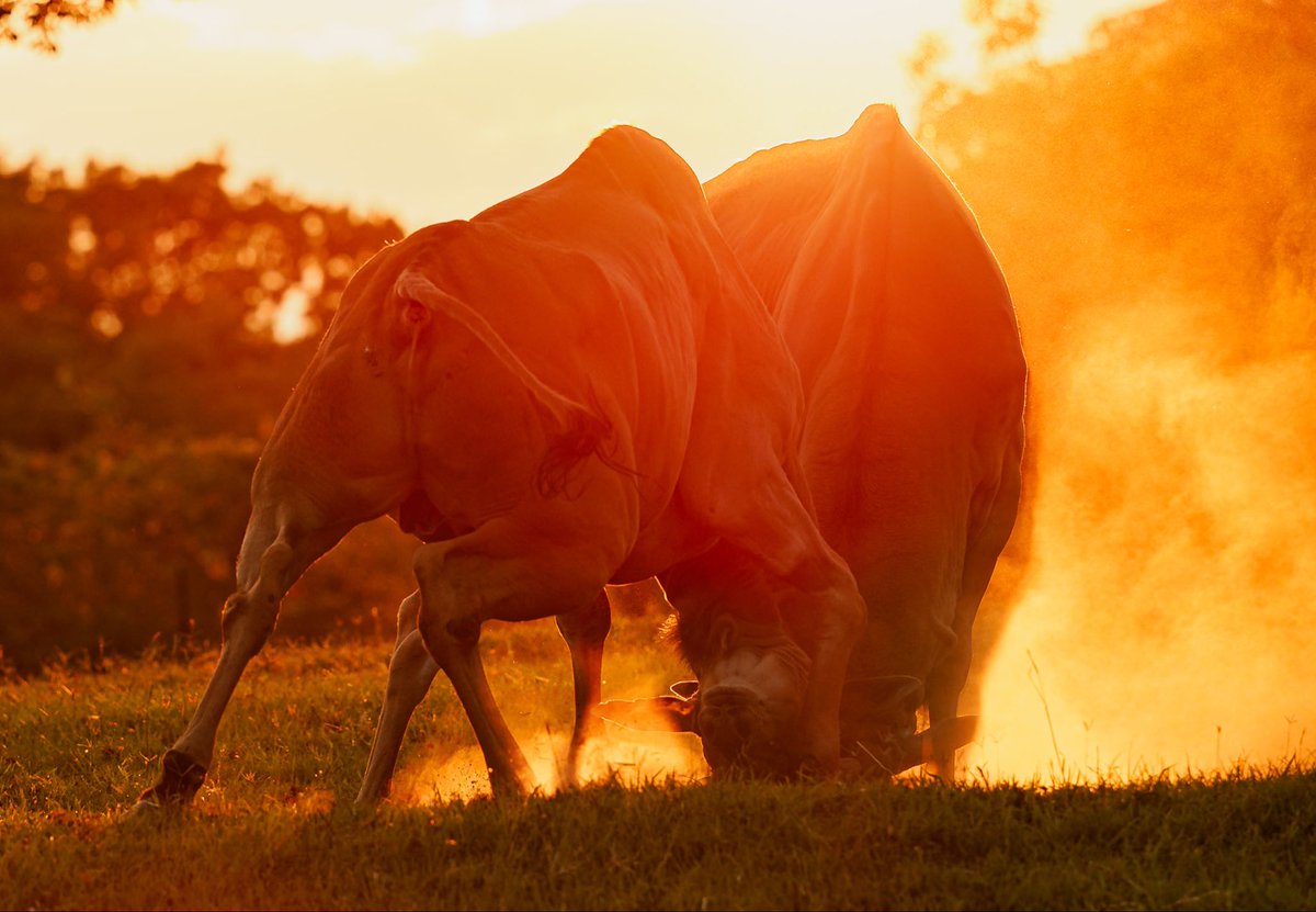 YOKOHAMAの決闘

先日、参加させていただいたズーラシア・フェスで、この写真を見た飼育員さんが、「この写真はズーラシアで撮ったんですか！？」とビックリされていました😸
#ズーラシア
#エランド
#東京カメラ部