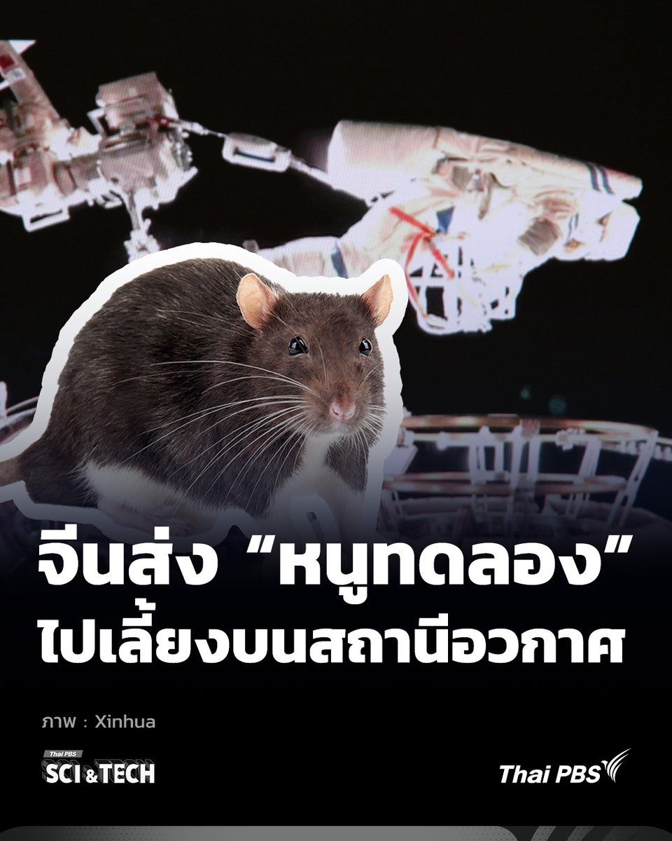 ThaiPBSSciTech's tweet image. 🚀🐁 จีนส่ง ​#หนูทดลอง 4 ตัว ไปเลี้ยงบนสถานีอวกาศเทียนกง เพื่อศึกษาผลกระทบในสภาวะไร้แรงโน้มถ่วง

วันนี้ (30 ต.ค. 68) สำนักข่าวซินหัวรายงานว่า องค์การอวกาศที่มีมนุษย์ควบคุมแห่งประเทศจีน #CMSA รายงานภารกิจการปล่อยยานอวกาศที่มีมนุษย์ควบคุม #เสินโจว17 #Shenzhou21 โดยทีมนักบิน