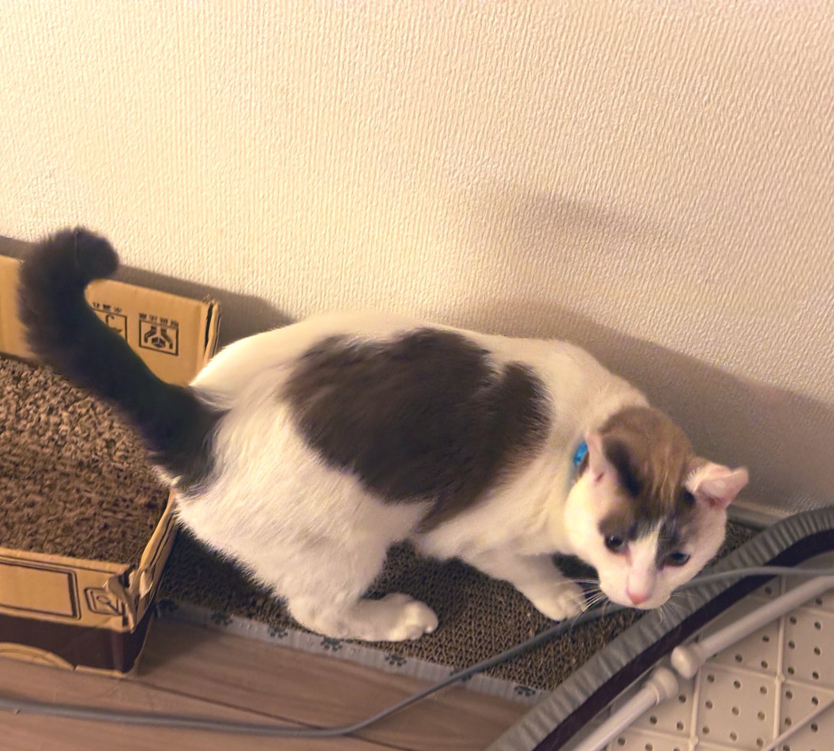 RuKoCatswithFIV's tweet photo. 神様に急かされて、クリームパンを背負って産まれてきちゃった食いしん坊。

このクリームパン、角度によって♡にも見える🐈 https://t.co/BGb97d7WVx