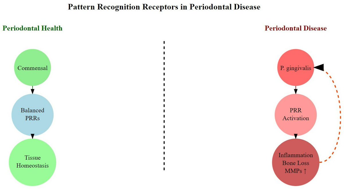 📢 #CallforReading 
🏅#EditorsChoice

🔗mdpi.com/2673-5261/5/4/…

#JMP #JMPMDPI #OpenAccess #ImmuneResponse #PatternRecognitionReceptors #PeriodontalDisease