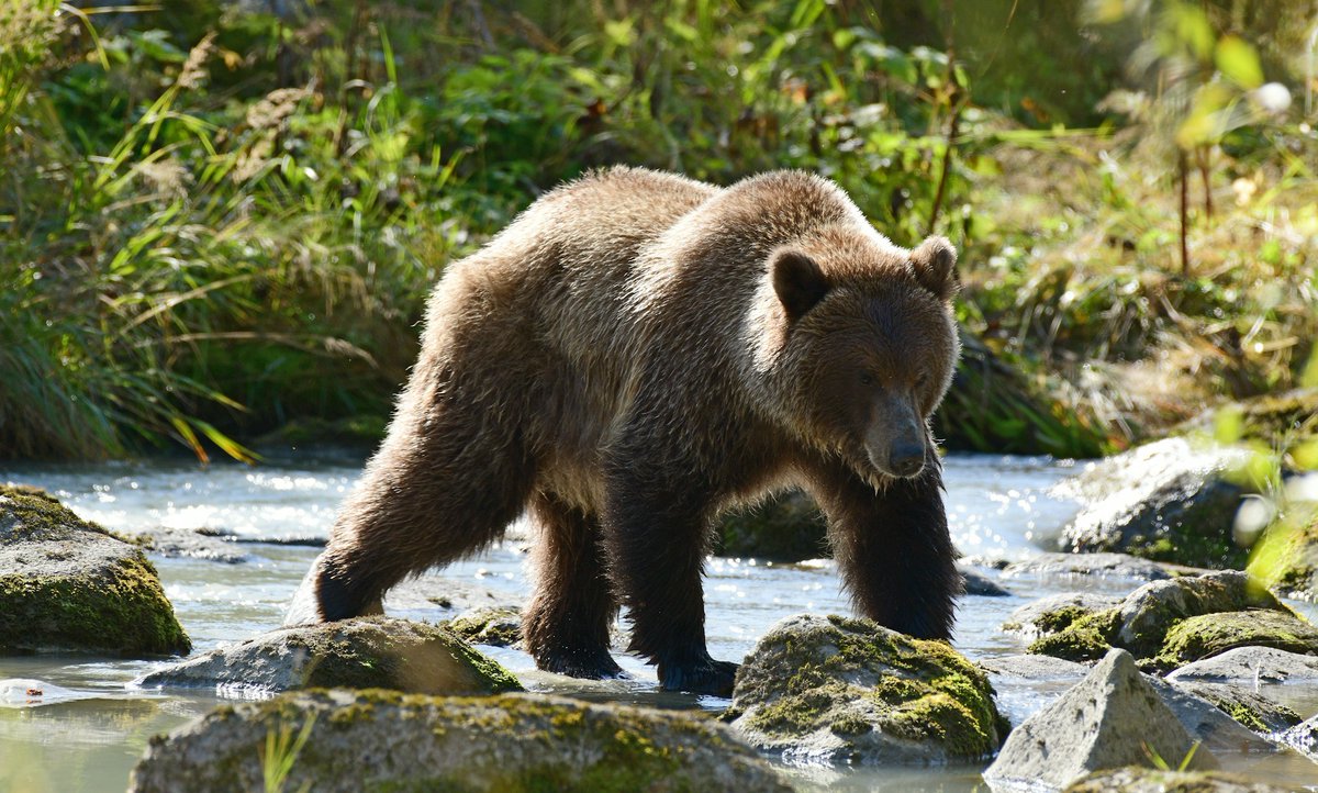 The #Grizzly conservation umbrella: How protecting habitat for bears helps native fish

rfr.bz/td12cec
#bears