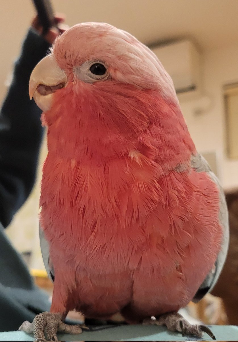 かじってたスマホを奪われしょぼんなくむです
#モモイロインコ
