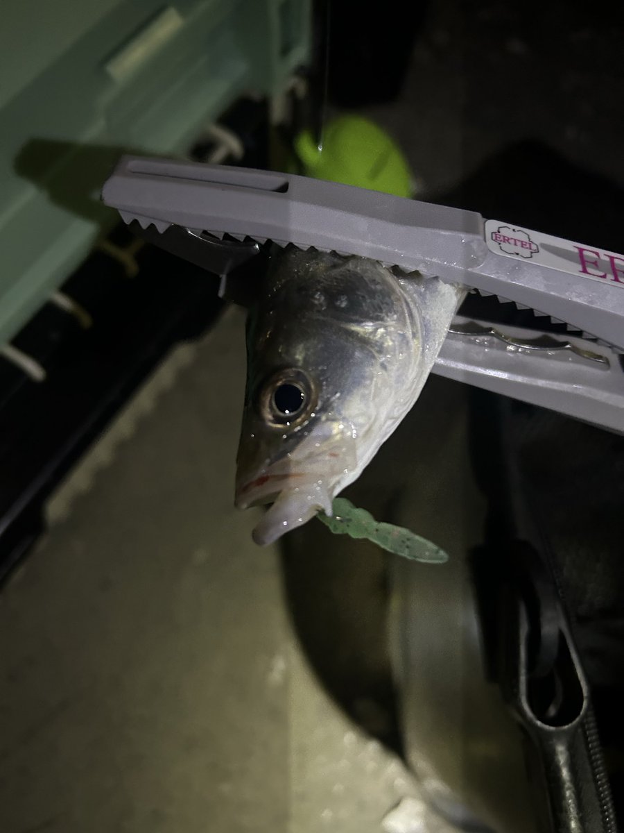 仕事終わりにアジ調査🎣
キビレにチーバス😧
今年は近場にアジ配当は無さそうです😇
<a href="/ERTEL_official/">ERTEL</a> 
#プロキシマかっぱアミせん
#ブループ三河ラメライム