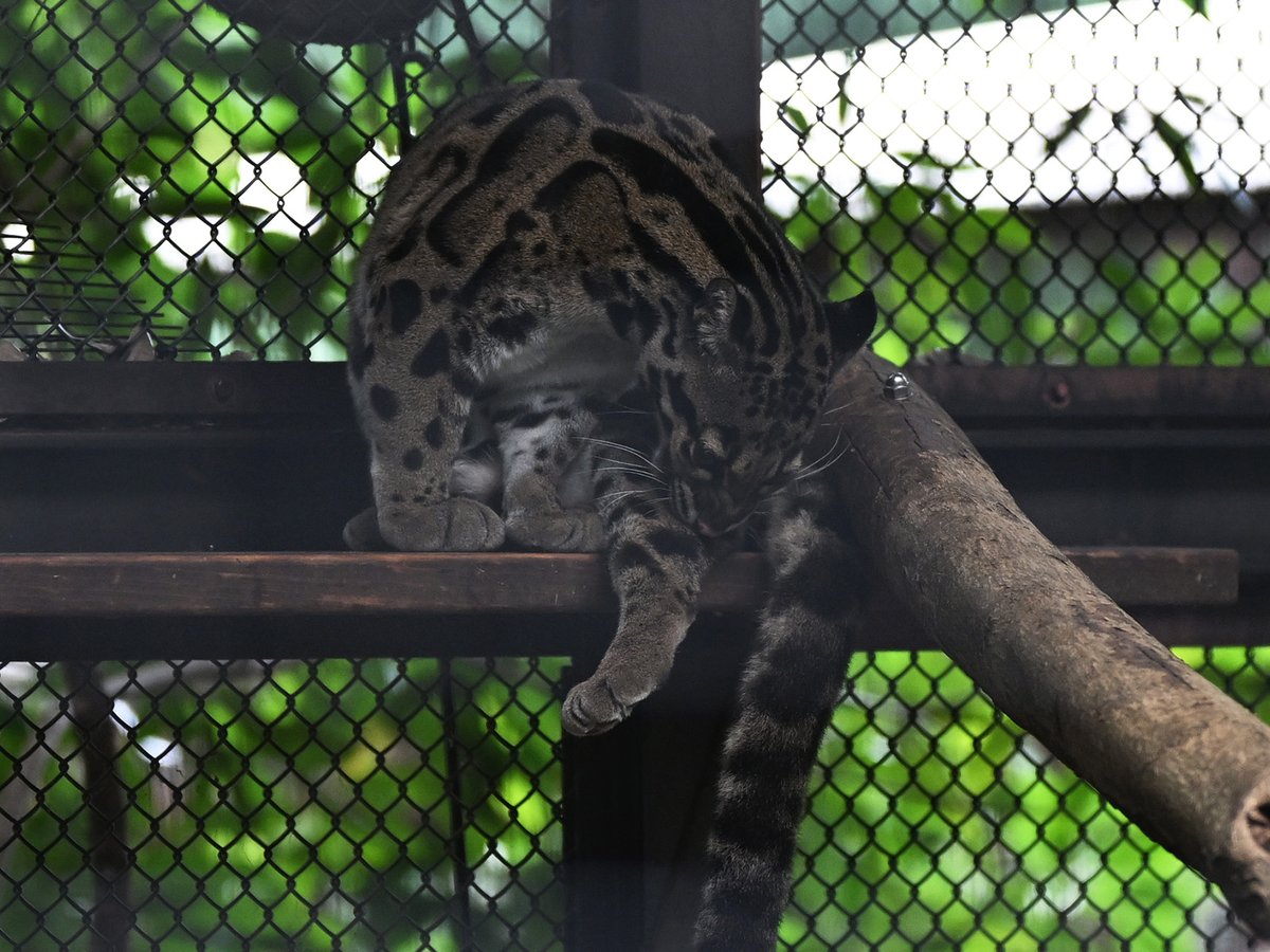 choimatsu_zoo's tweet image. お手入れステイシー
(2025.10.24)

#ウンピョウ #ステイシー #CloudedLeopard #アジアの熱帯林 #ズーラシア