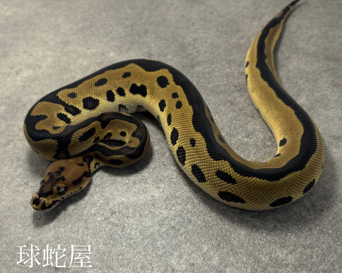 tamahebi_bp's tweet image. 【販売個体】
Leopard Clown het Ghost ♂
2025CB
¥68,000
クラウンの王道レオパードクラウンです!
しかもhetでゴースト持ち👻
目指せバットマンゴースト
#ボールパイソン
#ballpython
#爬虫類
#球蛇屋