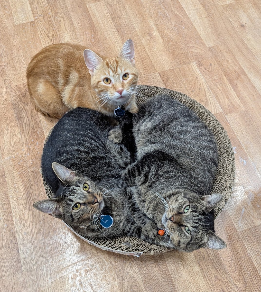 CrashsLanding's tweet photo. Deuce wasn’t about to let a little thing like no space stop him from joining the cuddle club! 😹

Bob and AL G were perfectly cozy in their bowl, but Deuce somehow managed to squeeze himself onto the edge. Because who wants to be left out of a good snuggle? https://t.co/DIcj9b3S3E