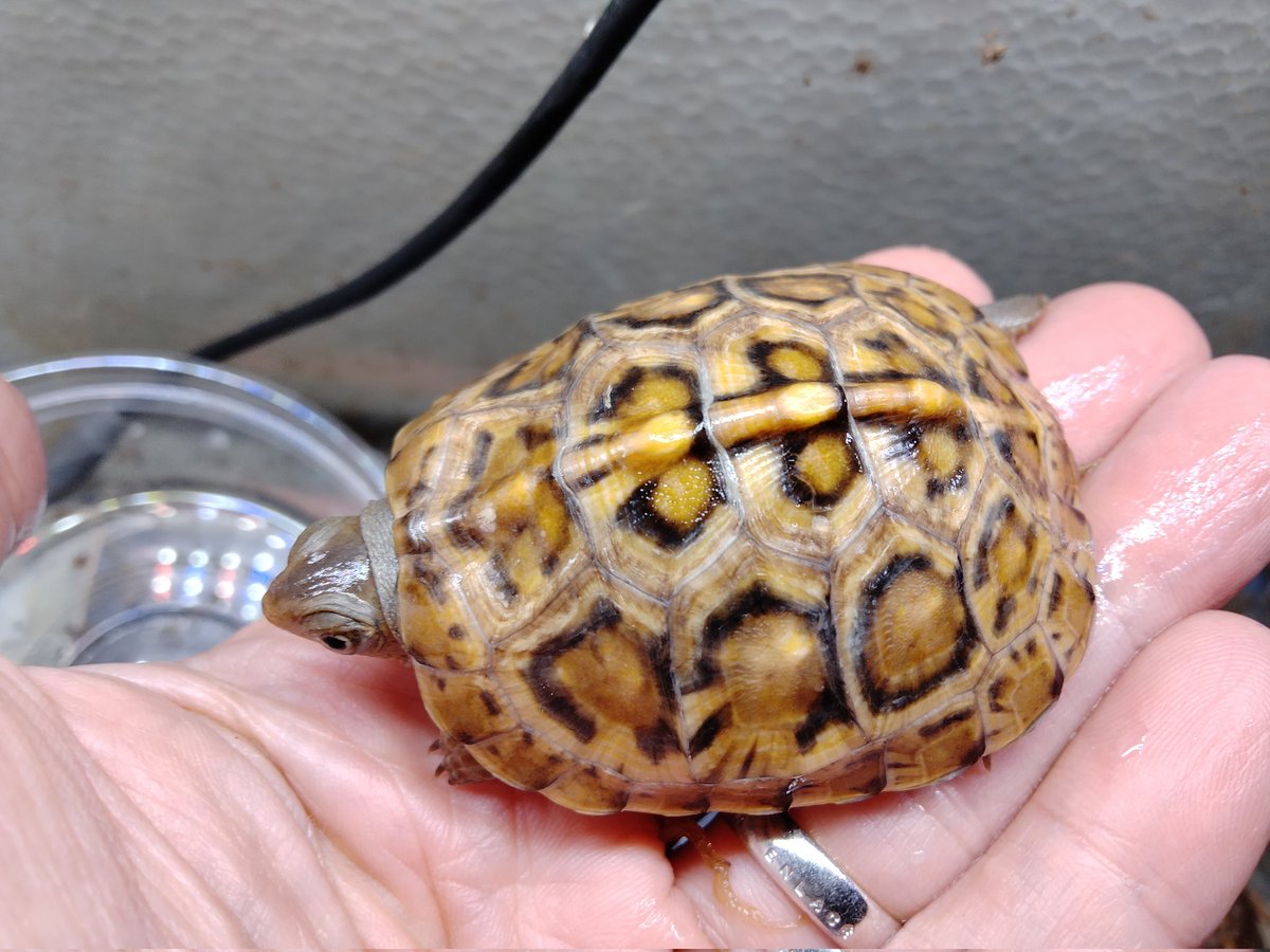 BONZO (@bonzo_n) / Posts / X