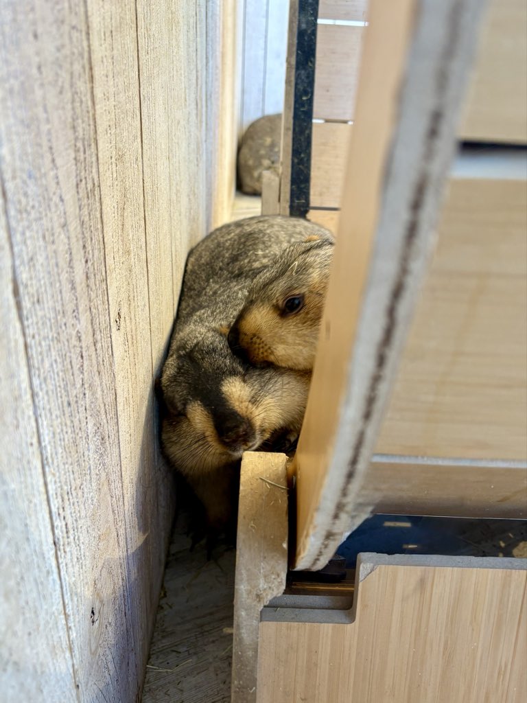 今日のビスケくんは
狭いところにすっぽり挟まってうとうと…😴

モテ男本日はキャラメルちゃんに腕枕ではなく
枕になっておりました🧡🤣