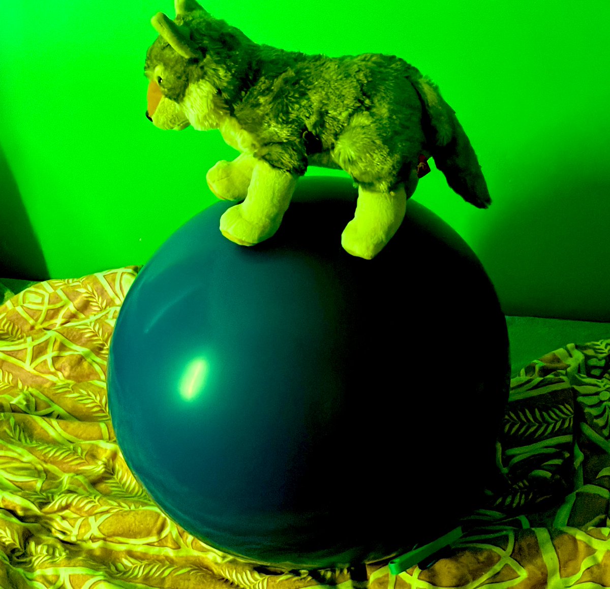 SerenityFluff's tweet image. Today, I mark as #Loonerfur day here on the last pic of #Foxtober and also #FoxFriday. Always awesome to do some loon content too! ^w^ #furry #balloon #plushies