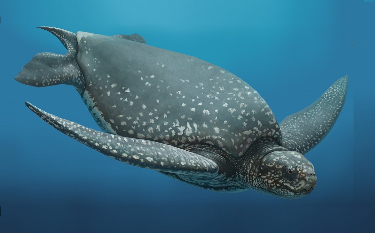 世界のカメ分布チェックリスト 貴重 フミフミ🐍♋ on X