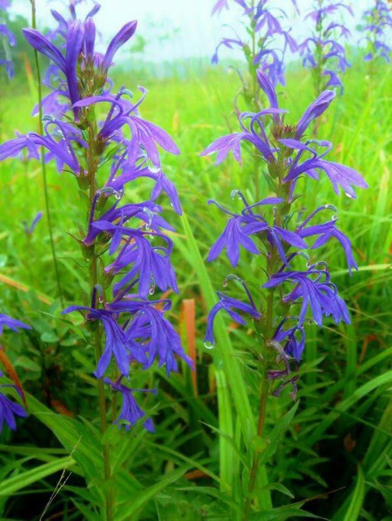 花🌸🌼🌺🌷🌻🌹 on X