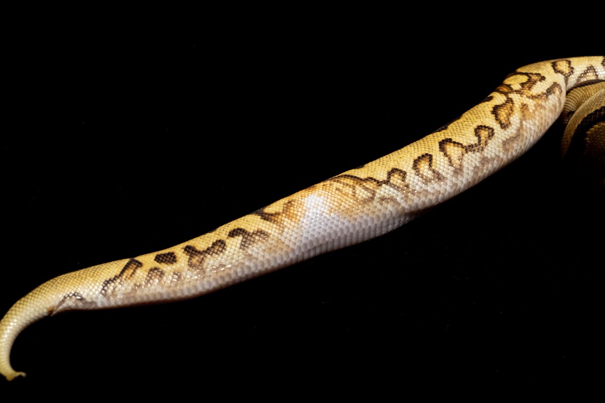 ballpython1111's tweet image. ♂ RSYB(エンチレオパード)クラウン50%phetゴースト