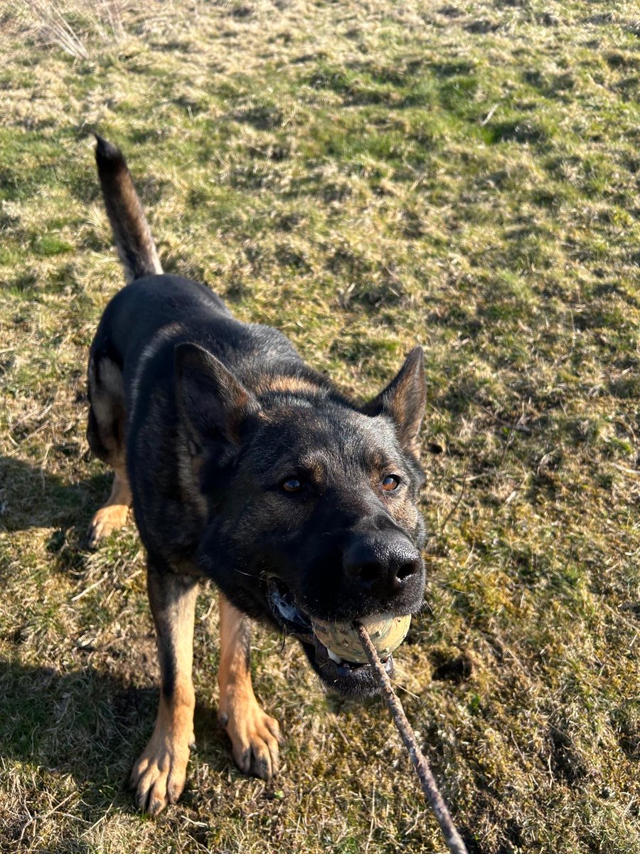 Double trouble 👿 
PD’s Anubis and Axel came together, to catch a team of suspects that hade made off from TVIU.
Axel was first out of the traps and detained 1 of the fleeing suspects.
PD Anubis then tracked and located another, both arrested for multiple offences 🐾🐾
Great work