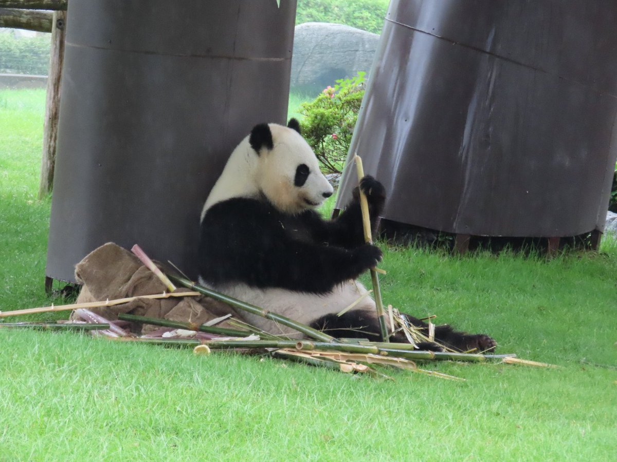 熊猫様×4 熊猫様×4 NATURE TALES 大熊猫 | 海洋堂オンラインストア