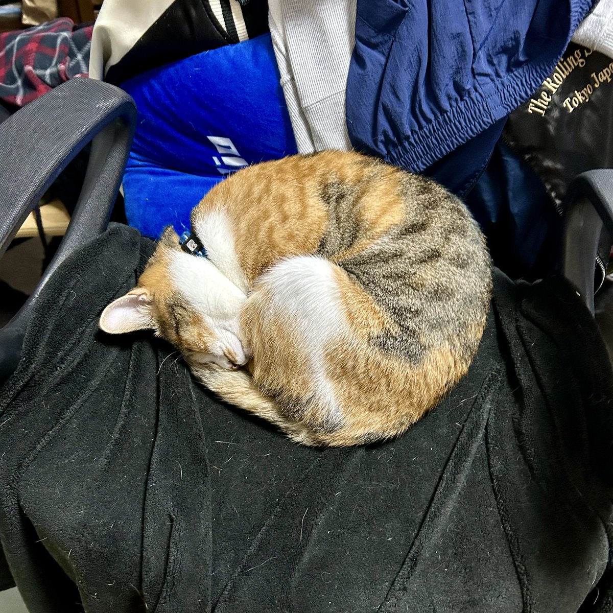 いぬさん ⭐️White Angel Kennel⭐️ | 脱力系可愛すぎる