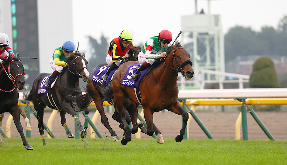 ヒシミラクル】最新競馬情報！ on X