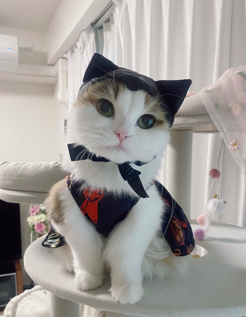 神風 (@KaGomiasik000) / Posts / X