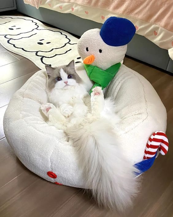 small kittens are cute (@smallcutekitten) on Twitter photo 