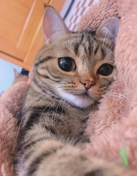 smallcutekitten's tweet photo. https://t.co/nYoXq5LCEI