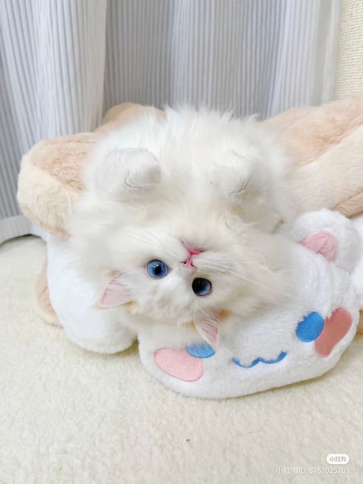 small kittens are cute (@smallcutekitten) on Twitter photo 