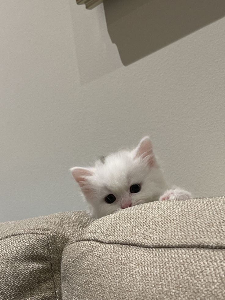 small kittens are cute (@smallcutekitten) on Twitter photo 