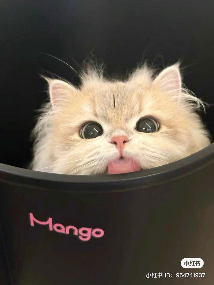 small kittens are cute (@smallcutekitten) on Twitter photo 