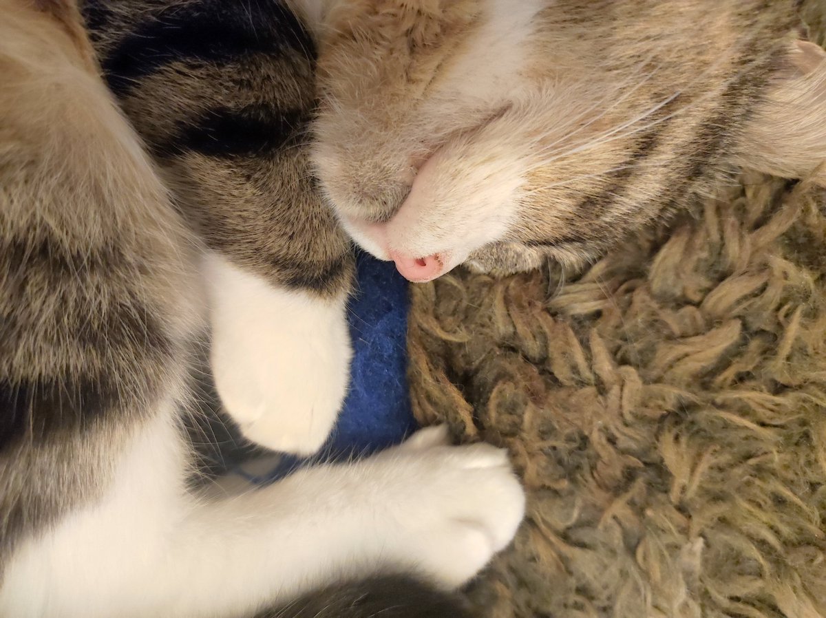 Среди одинаковых ThinkPad'ов на работе нахожу Windows 10 по кожжжкиной шерсти.

А это вчера она улеглась как раньше не лежала никогда, и как будто левел по доверию на нашу трёхлетнюю годовщину с ней 🥹
Кошка моя кошка.