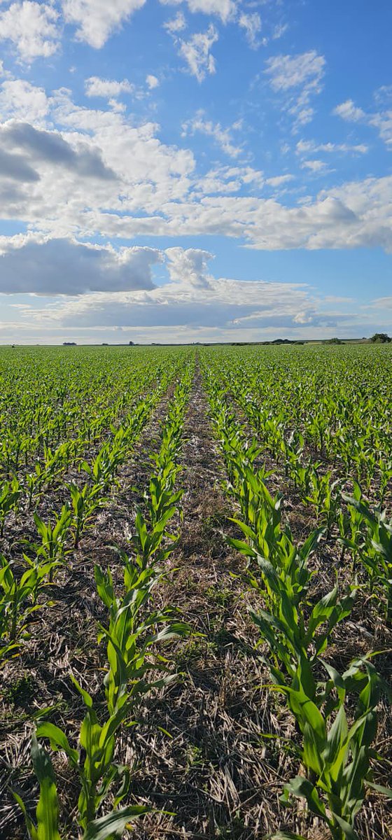 stinesemillas tweet media