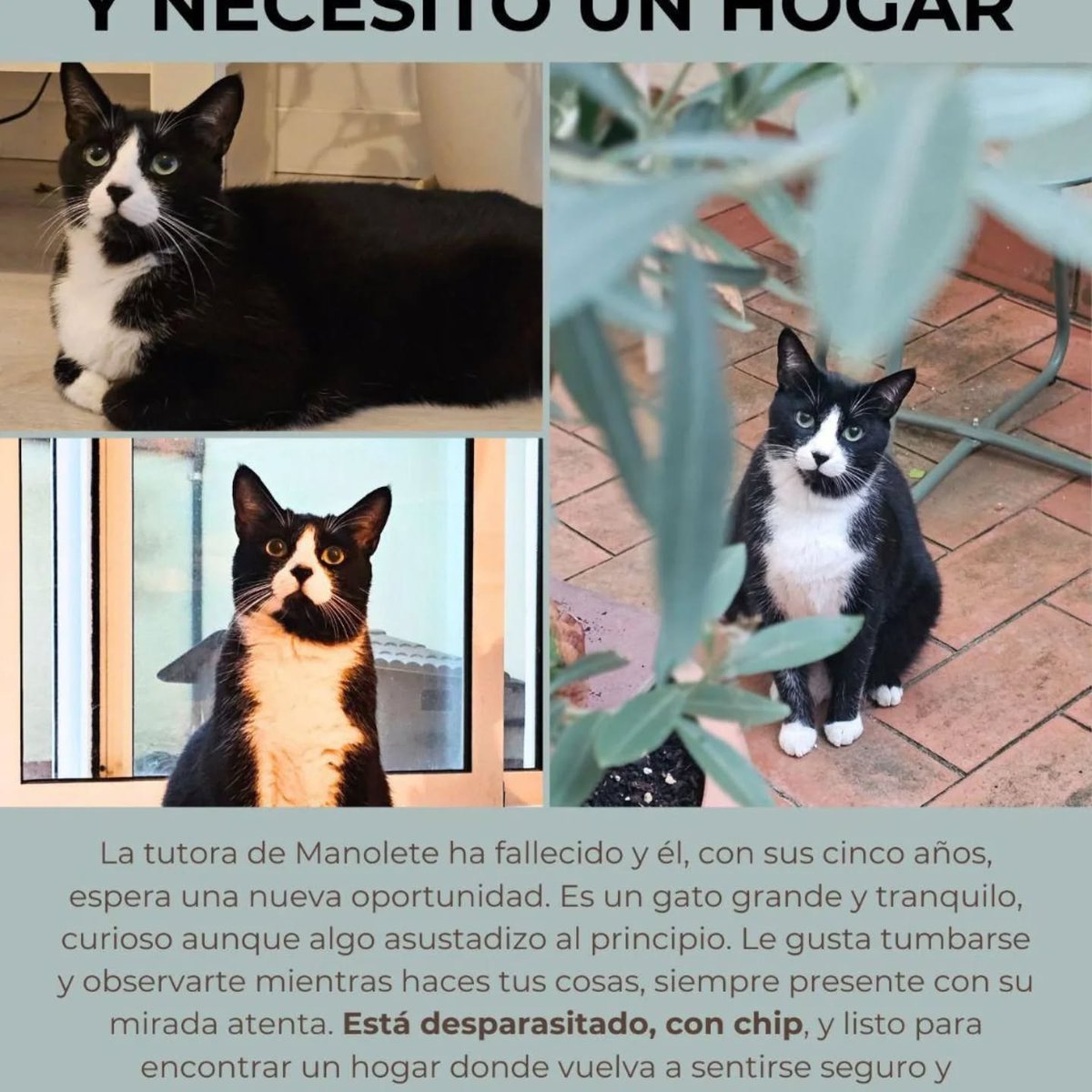 isagato62's tweet image. Necesitamos ayuda para estos dos gatitos su tutora  a fallecido 📷y están solitos en un piso al cual van una vez cada tres días  tienen todo al día esterilización vacunas etcétera.cintactarvcon el teléfono o salvem als gats ..687156265 pepi..o al 651906260.ESTAN EN BARCELONA