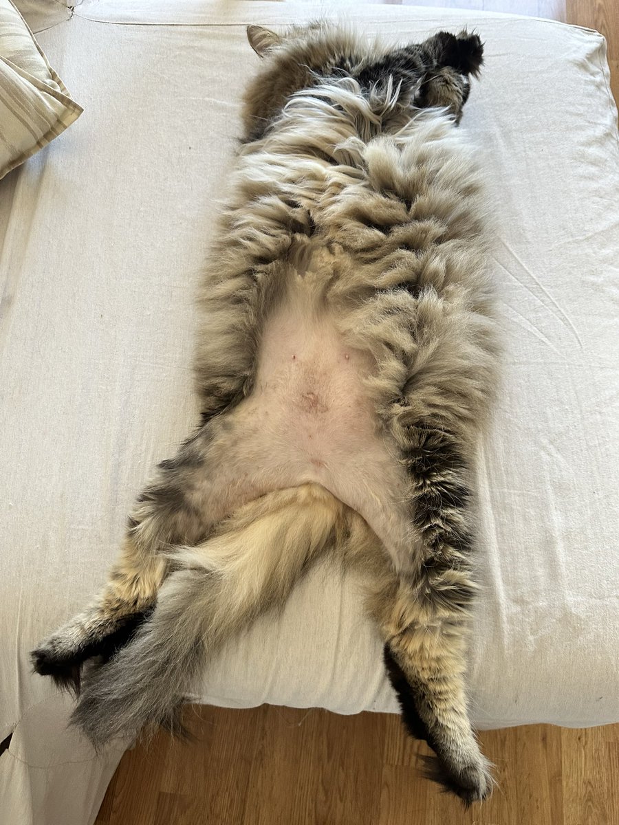 Neko levantando el país (le falta pelito en la barriga de lamerse las lorcillas)