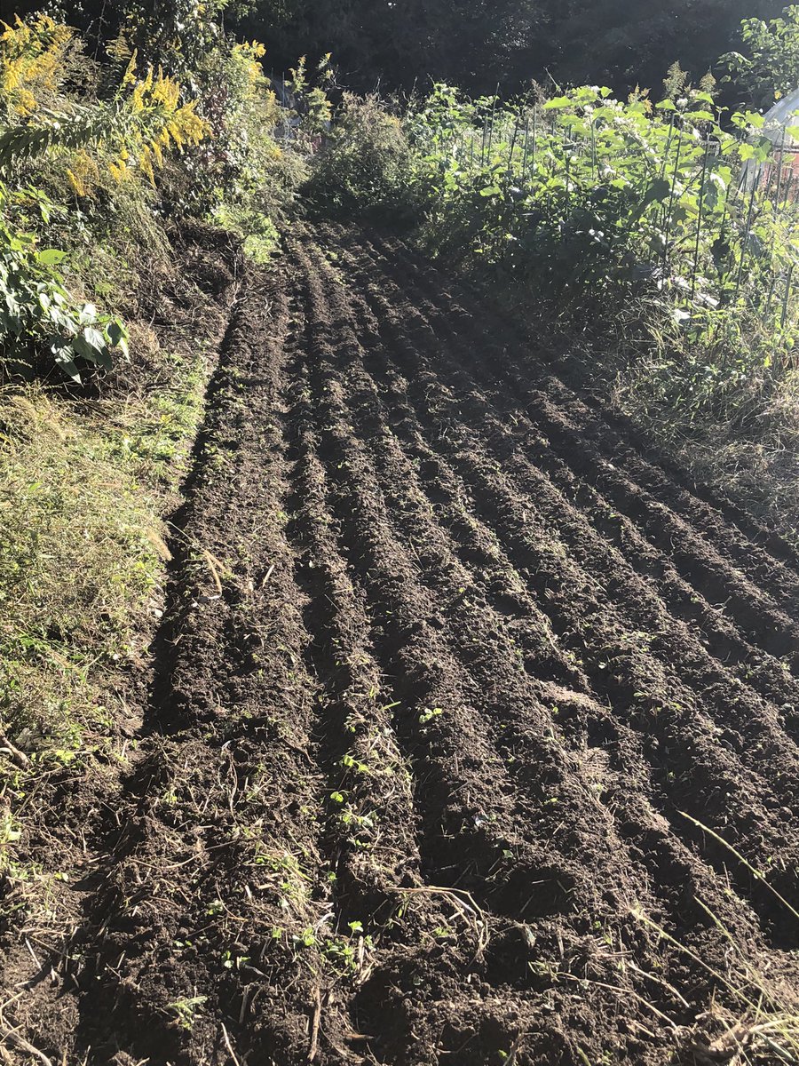 ❤️ みみ❤️さん専用 钵土付き出荷ゆうパック出荷 ゆうなお菜園🍅🍠 on X