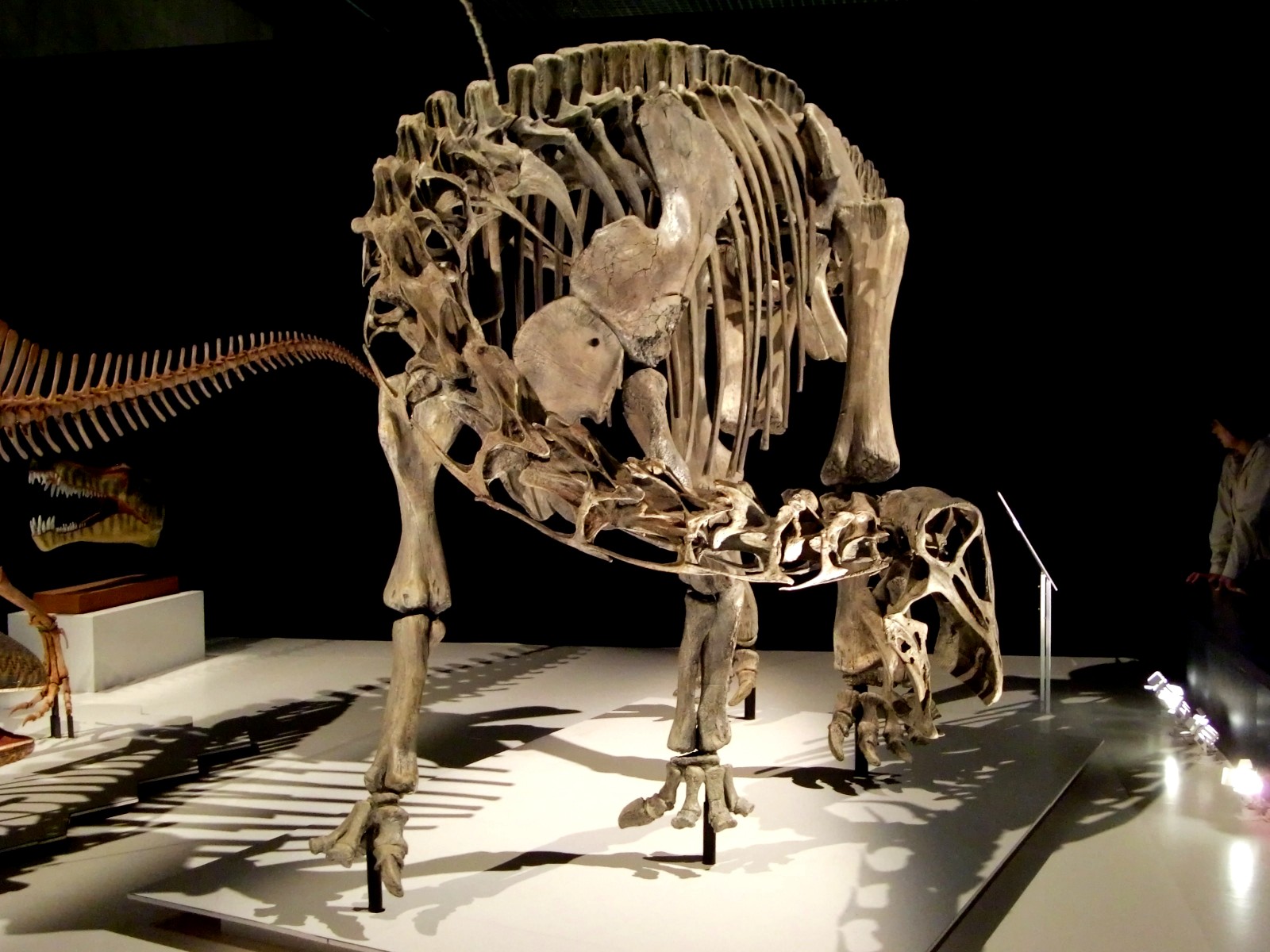 ニジェールサウルス - Search / X