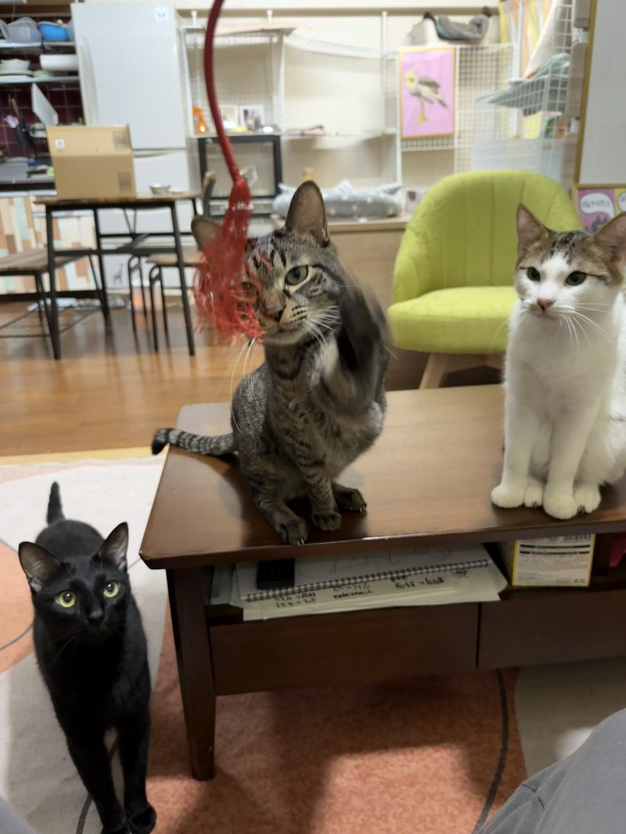 ✧︎ ふぉれすと　がすとんさま専用 ✧︎ kirintodon on X