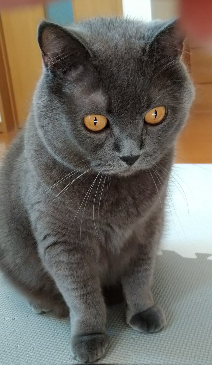 レオン 🐱 庭仕事中🌼🌺 tweet media