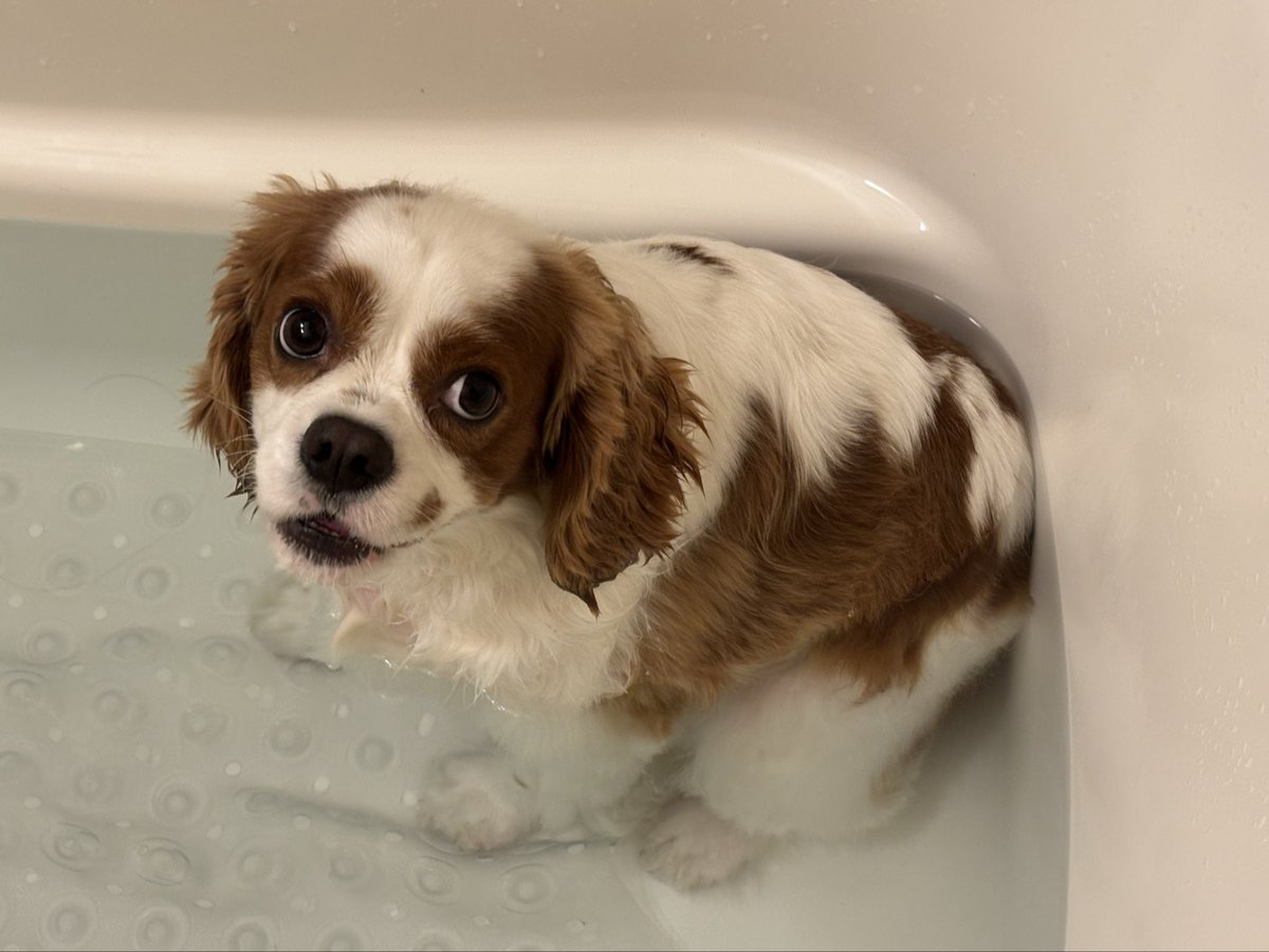 吾輩は楓太である on X