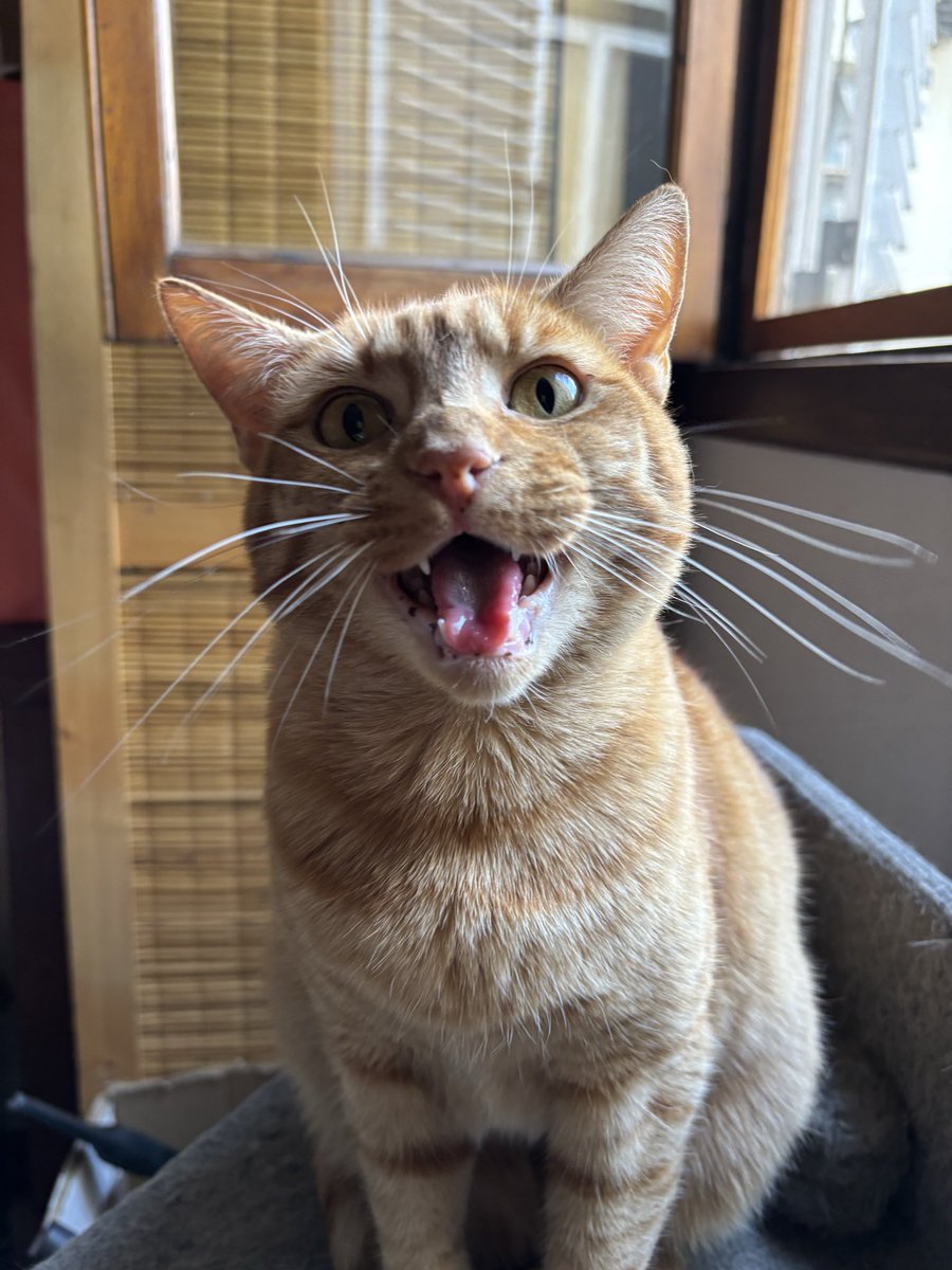 La loca de los gatos tweet media