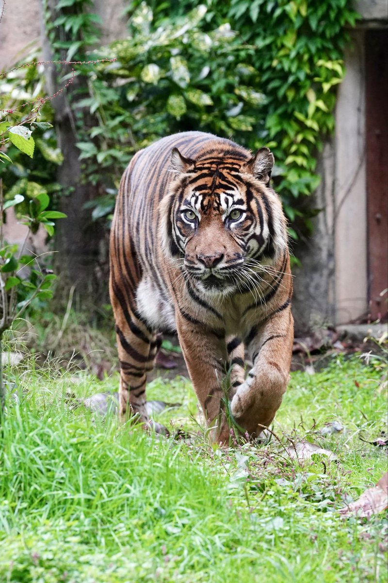 zenchan0830's tweet photo. バユさん、登場シーン
かっこいい✨
📷´-2025.10.20
#バユ #スマトラトラ
#Bayu
#Sumatran_tiger
#八木山動物公園
#八木山動物公園フジサキの杜
#YAGIYAMAZOOLOGICALPARK https://t.co/CFnxYxlX09