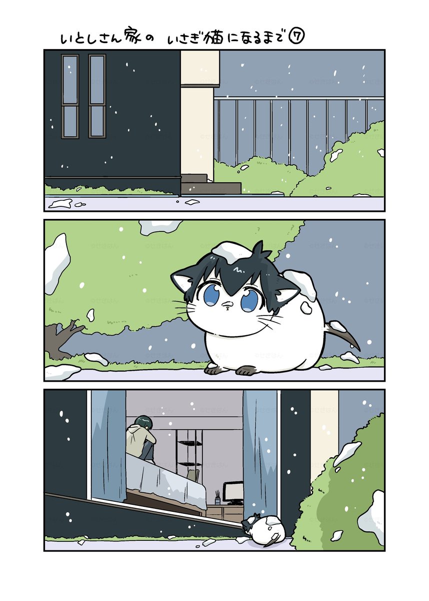 itsさん家のisg猫🐾になるまでのはなし⑦
itsさん家までついてきたisg子猫⛄