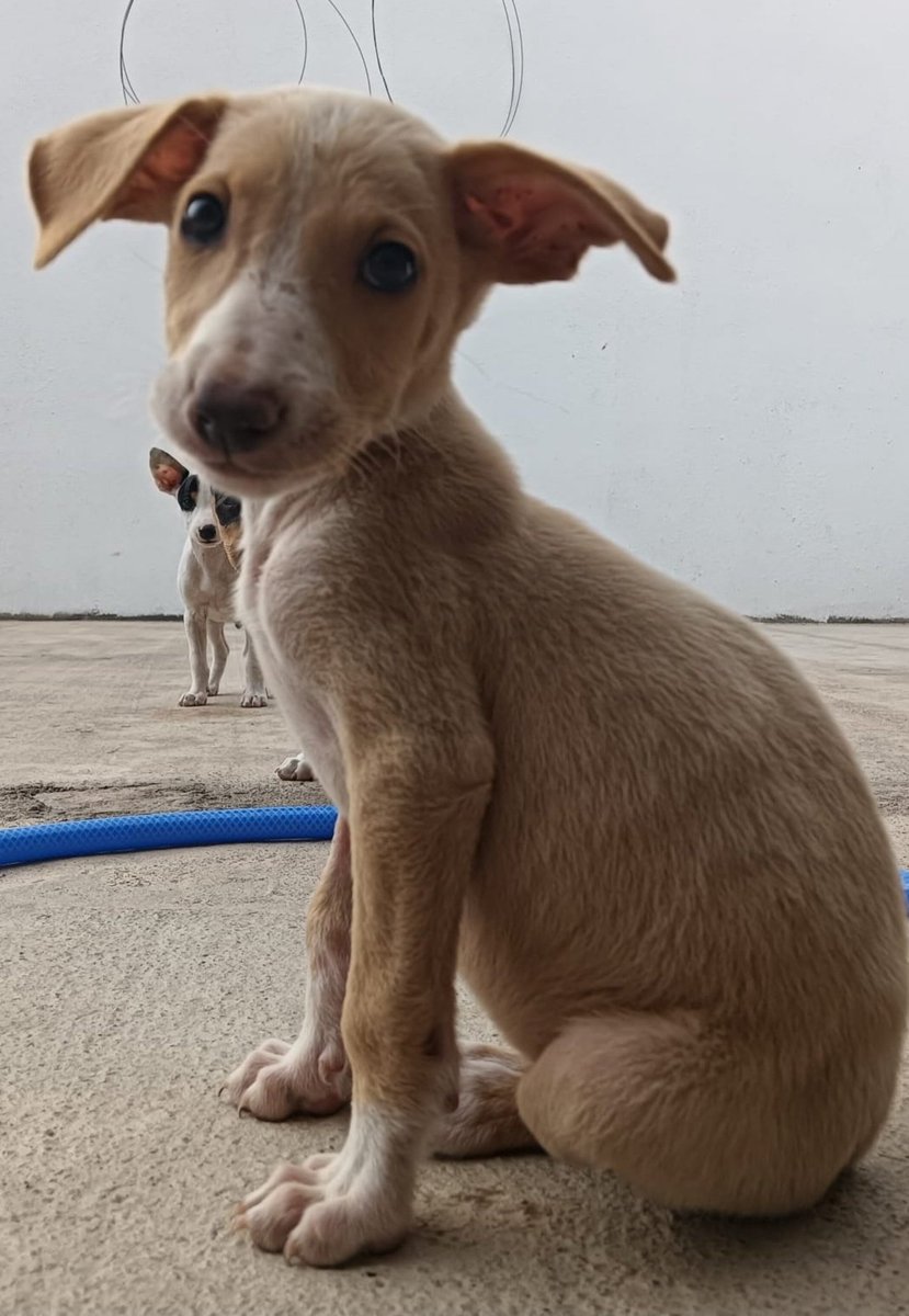 <a href="/NuevaVidaAdop/">NUEVA VIDA ADOPCIONES</a> Soy basura? 😭 
Y por qué me tiraron? 

Cachorra
#Madrid

Voy a crecer 
y a ser la perrita
más feliz del mundo
cuando alguien me
        ♥️ADOPTE♥️