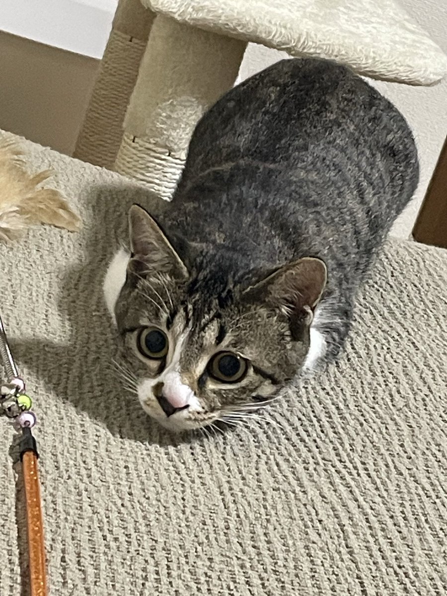 タモ猫 もも🍑 on X