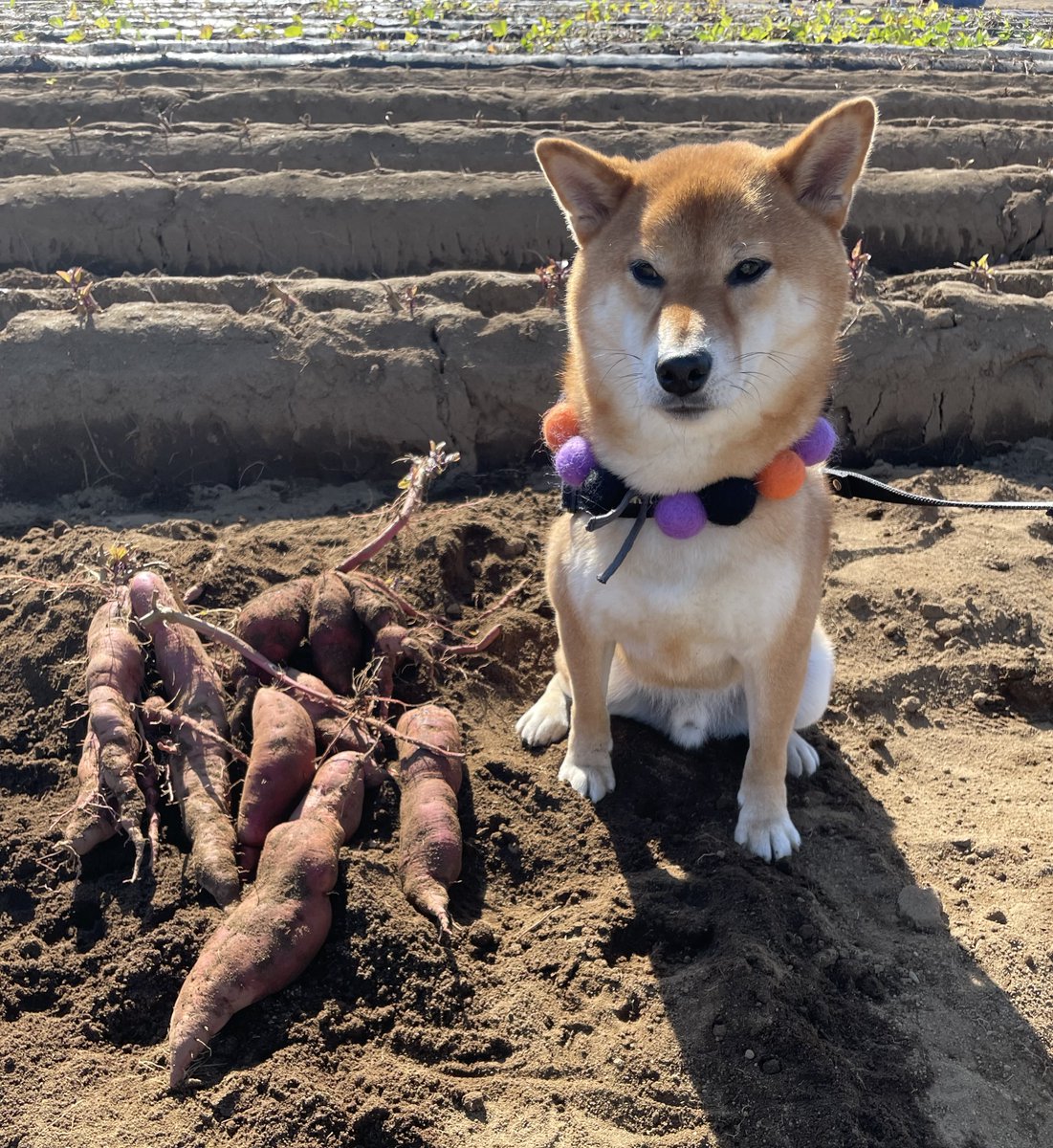 イモ掘りおだしにたくさんのいいね、コメント、リポストありがとうございました。

今は食べられないと知り不機嫌なおだし